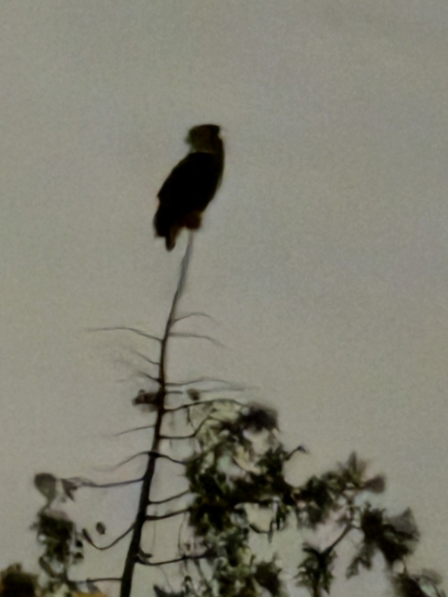 výr virginský - ML641285304