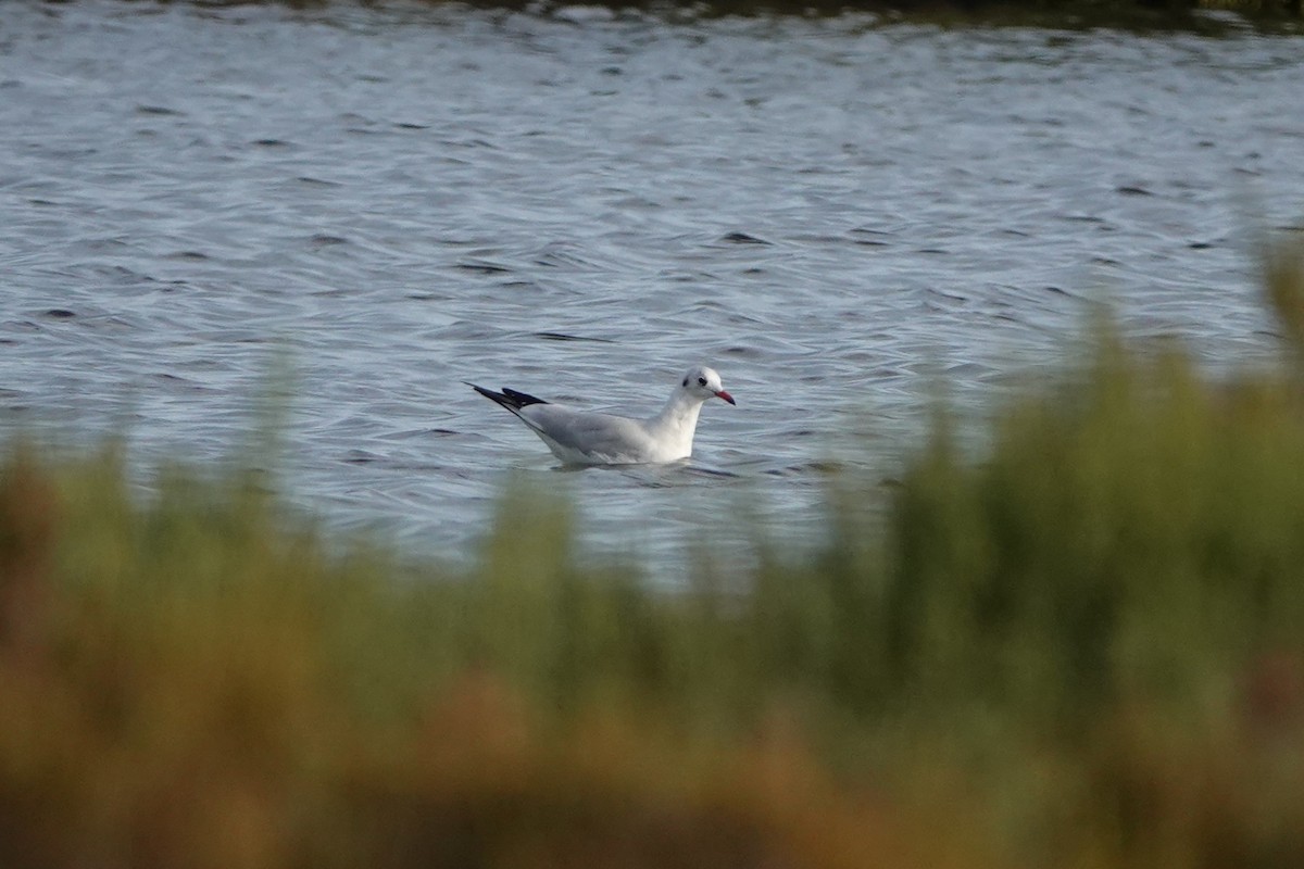 Black-headed Gull - ML641285332