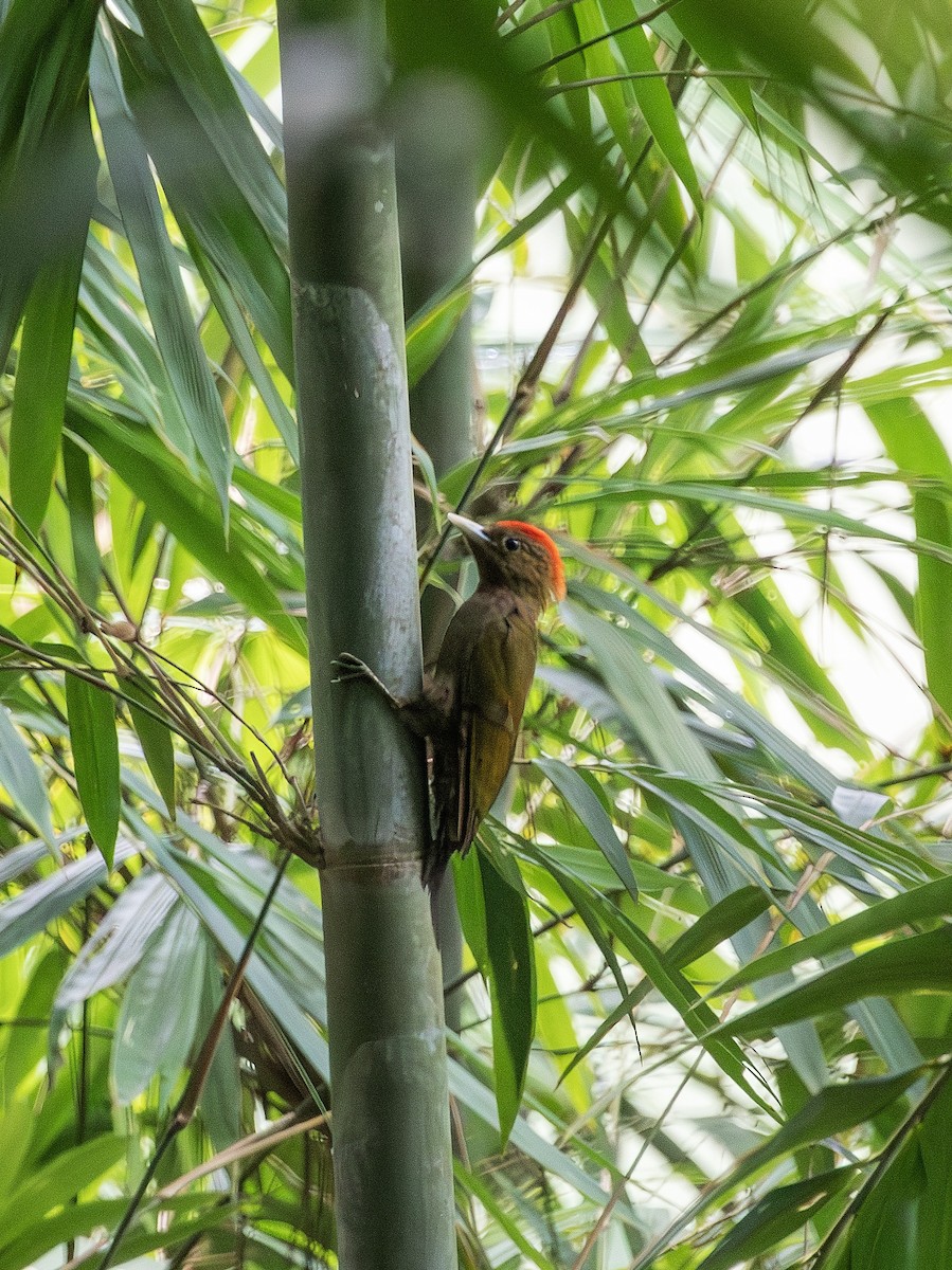 Bamboo Woodpecker - ML641285335