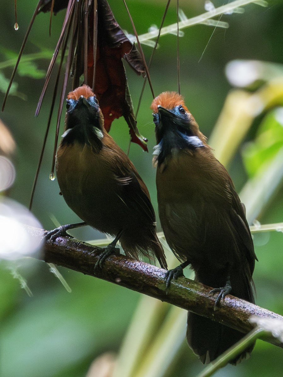 Fluffy-backed Tit-Babbler - ML641285337