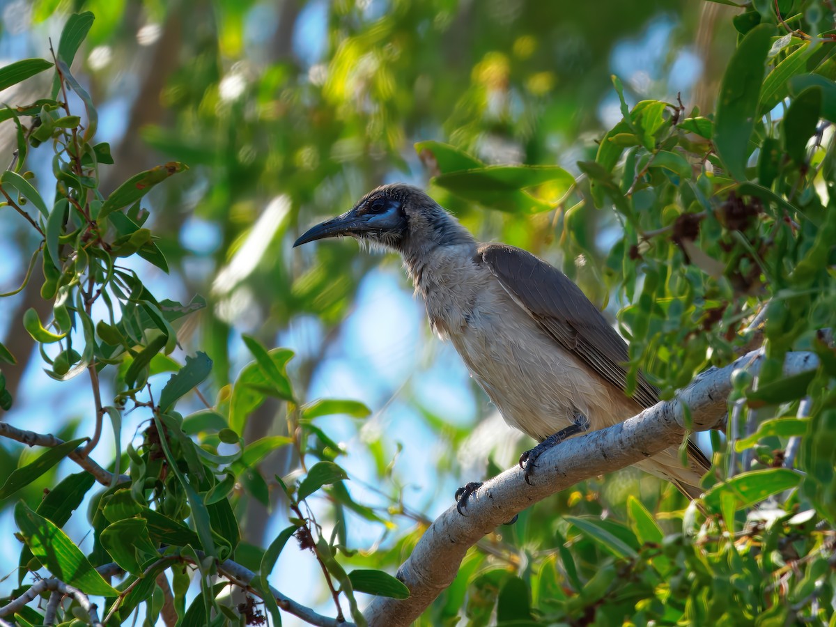 Filemón Goligualdo - ML641285379