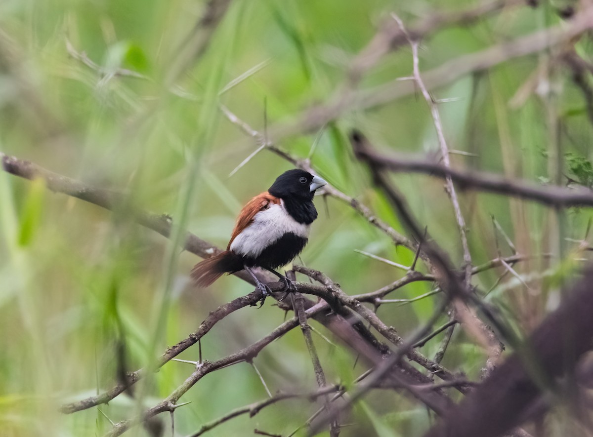 Tricolored Munia - ML641285439