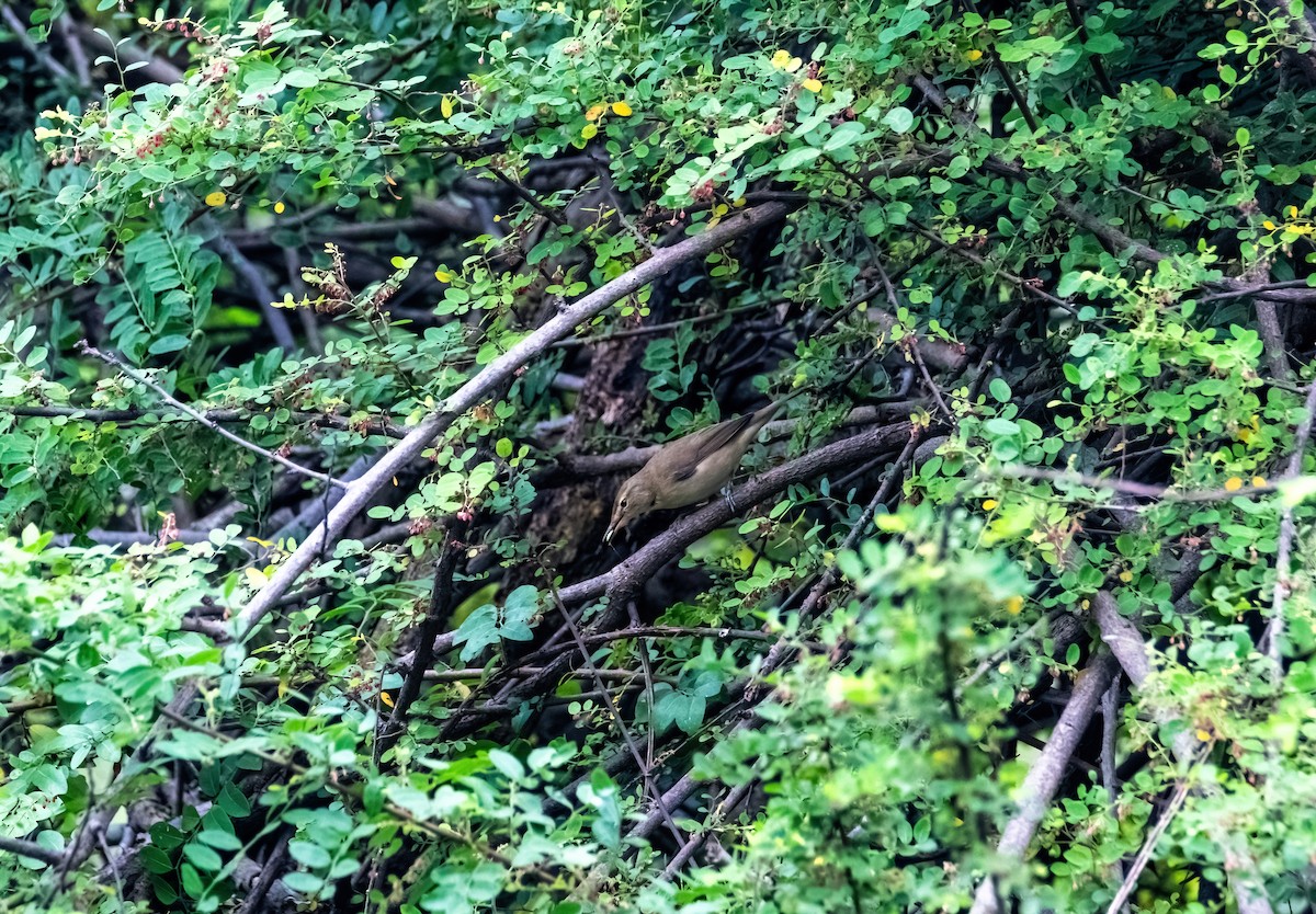 Paddyfield Warbler - ML641285447