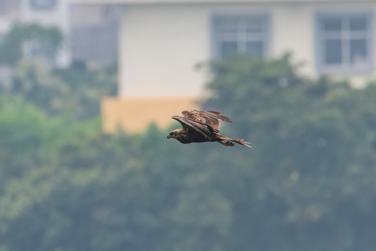 Western Marsh Harrier - ML641285451