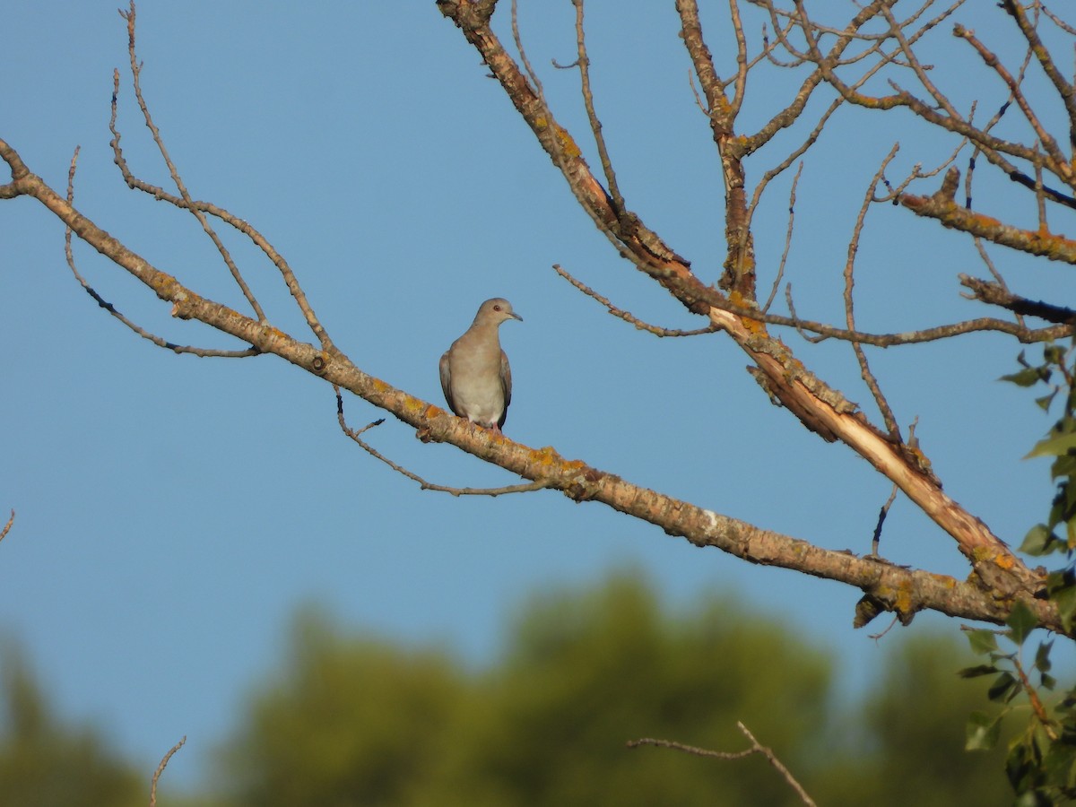 European Turtle-Dove - ML641285460