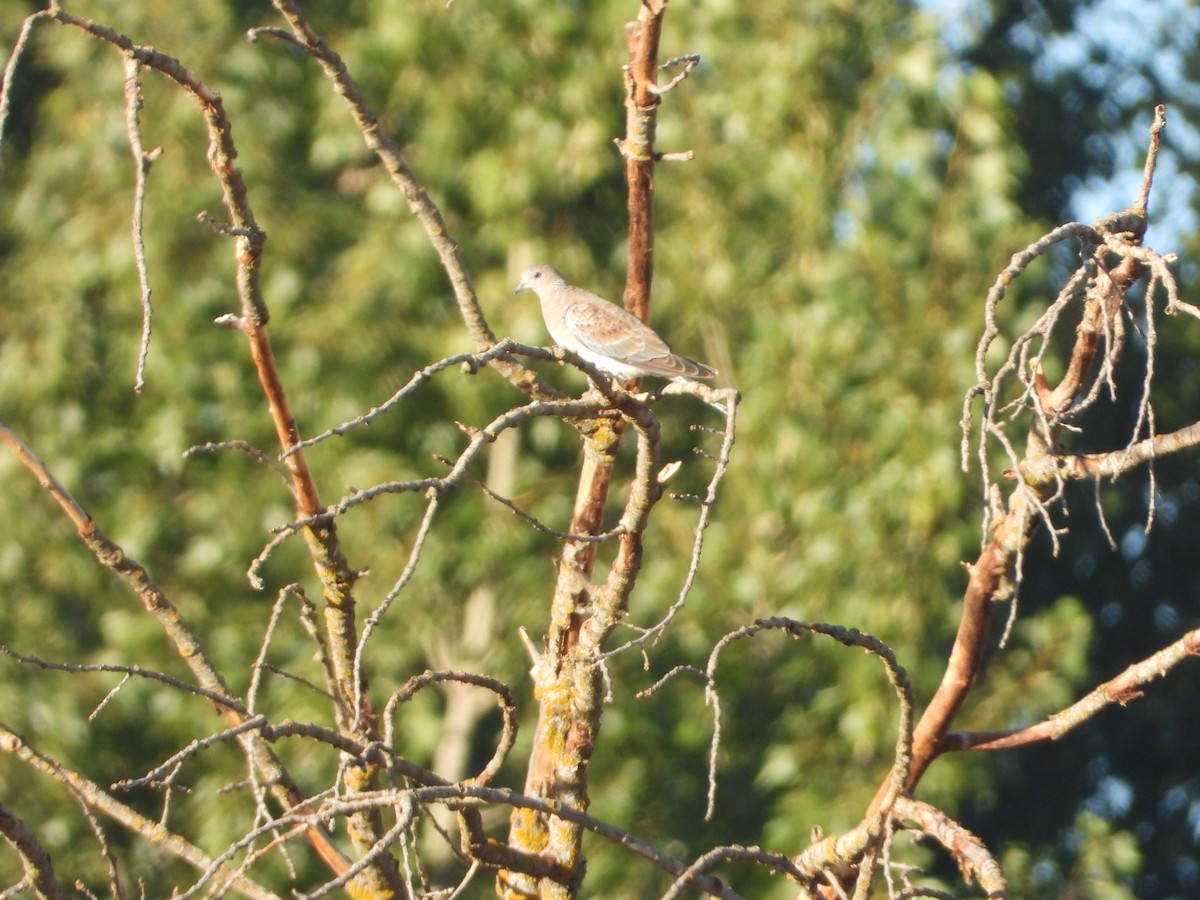 European Turtle-Dove - ML641285461