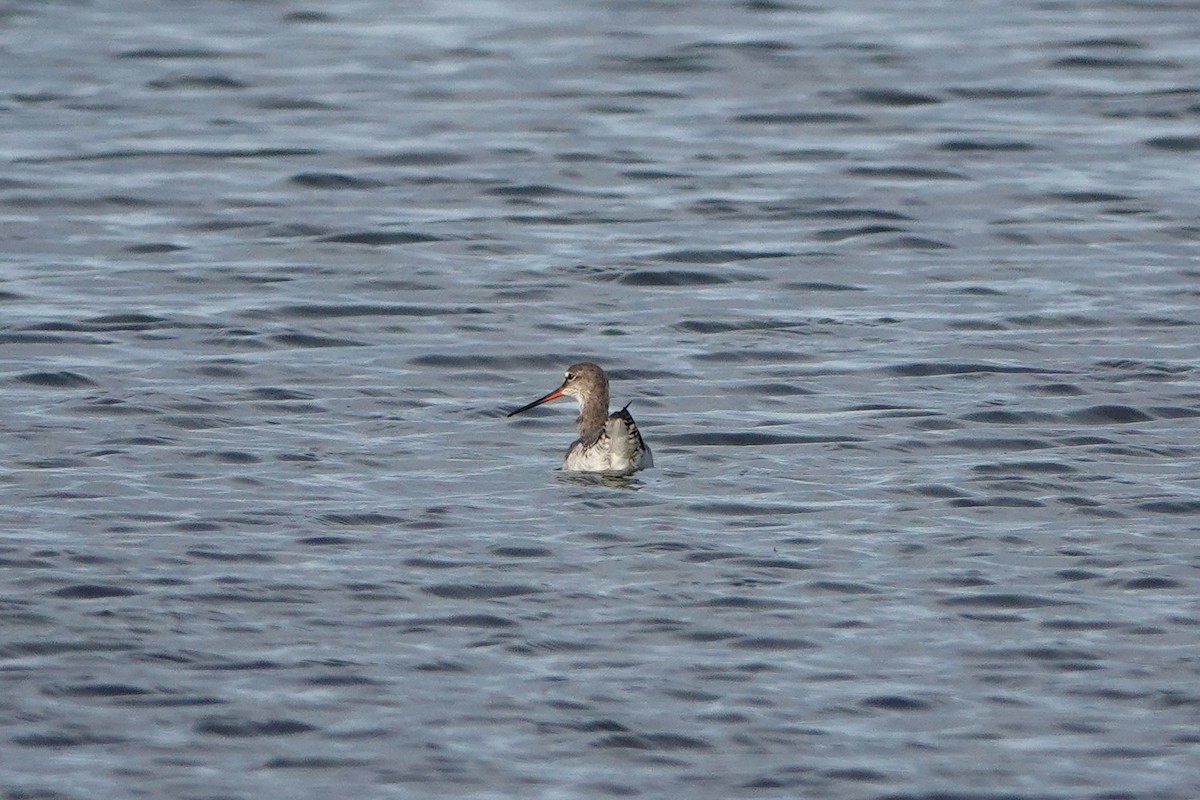 Spotted Redshank - ML641285463