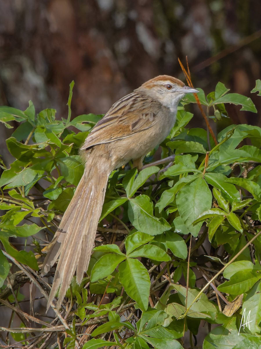 Tawny Grassbird - ML641285486