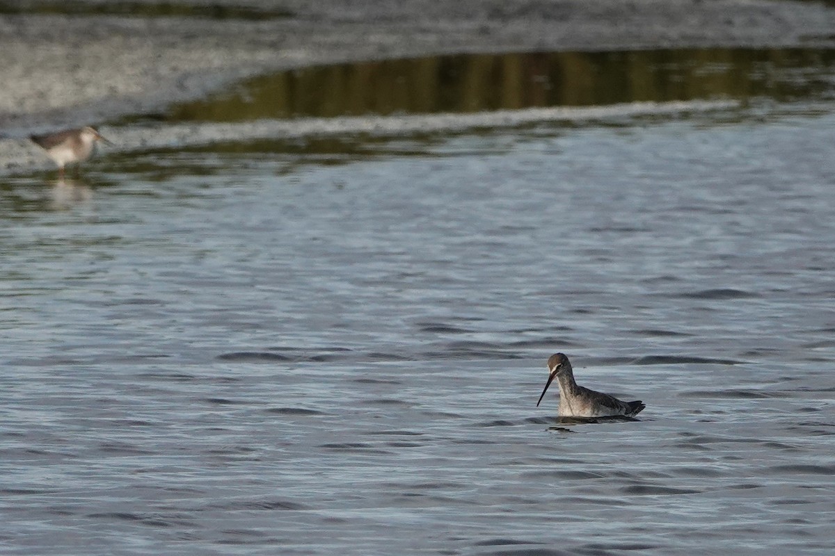 Spotted Redshank - ML641285501
