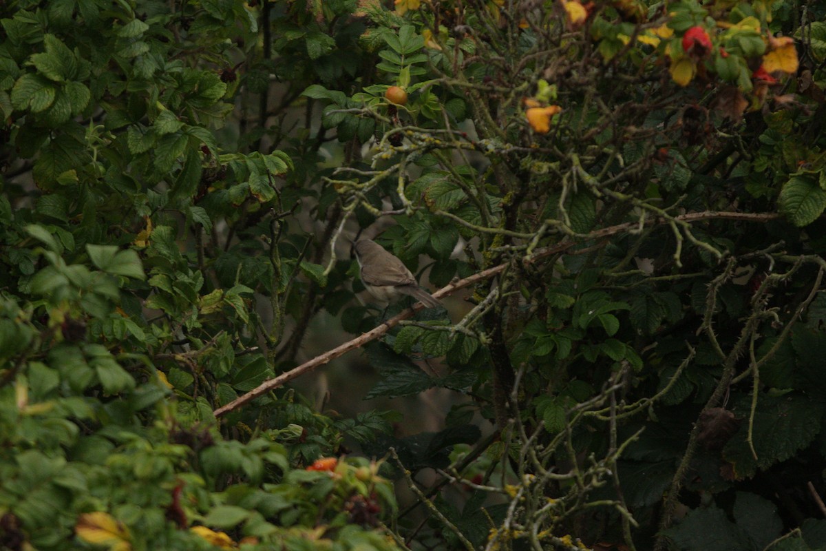 Lesser Whitethroat - ML641285541