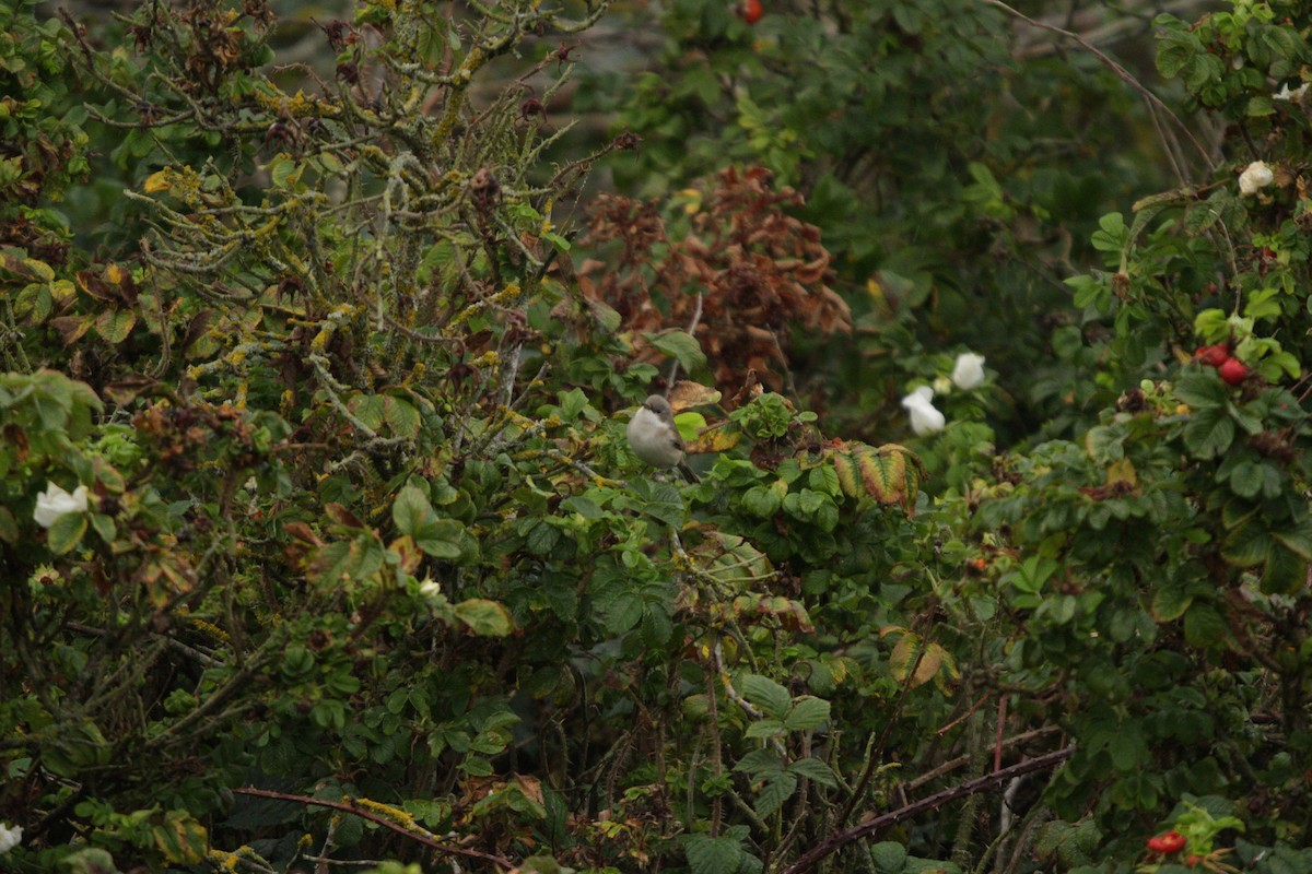 Lesser Whitethroat - ML641285543