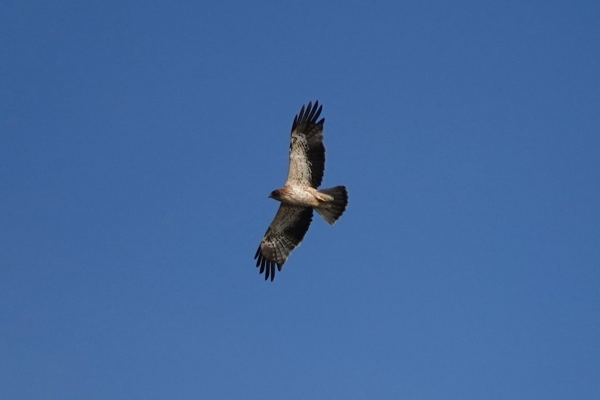 Booted Eagle - ML641285559