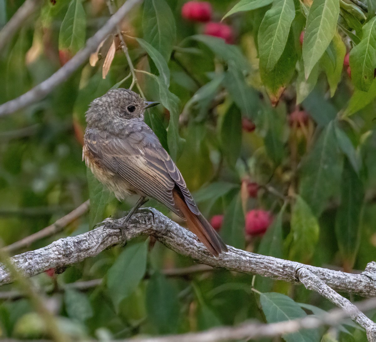 Common Redstart - ML641285573