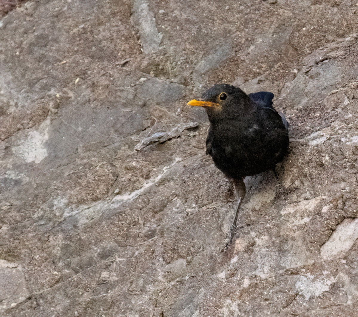 Eurasian Blackbird - ML641285576