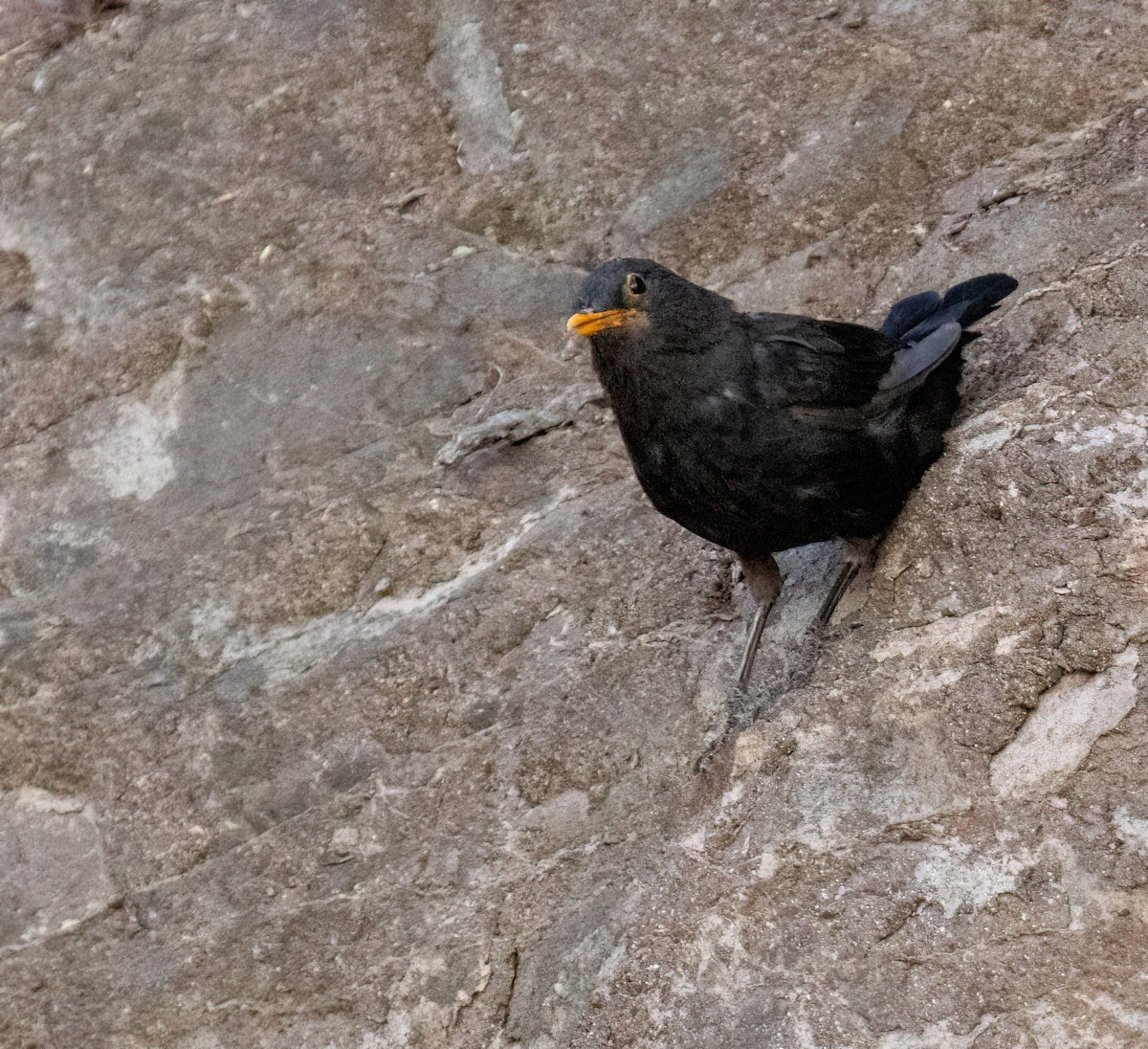 Eurasian Blackbird - ML641285577
