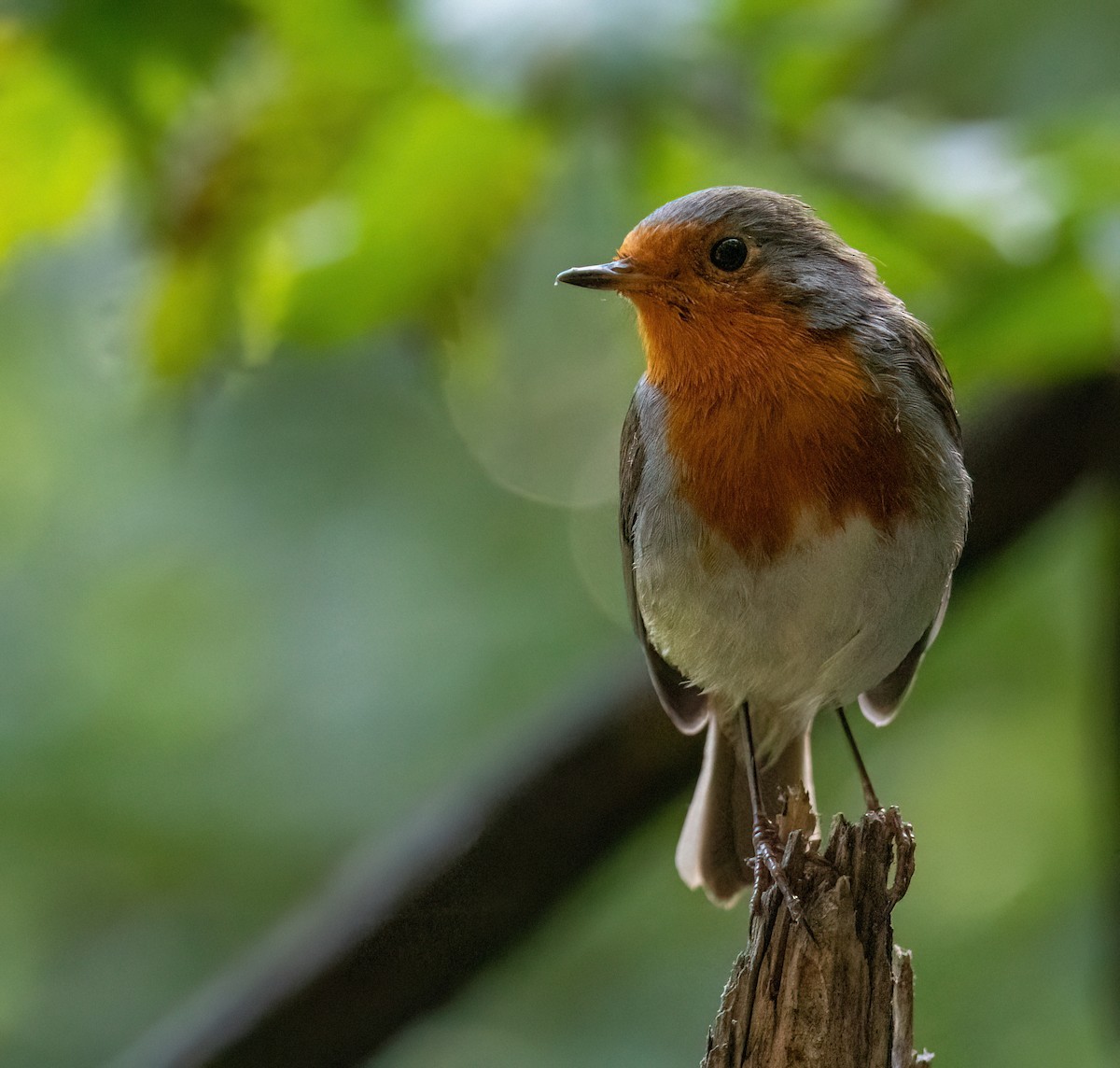 European Robin - ML641285580
