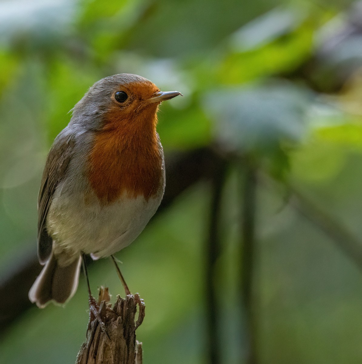 European Robin - ML641285581