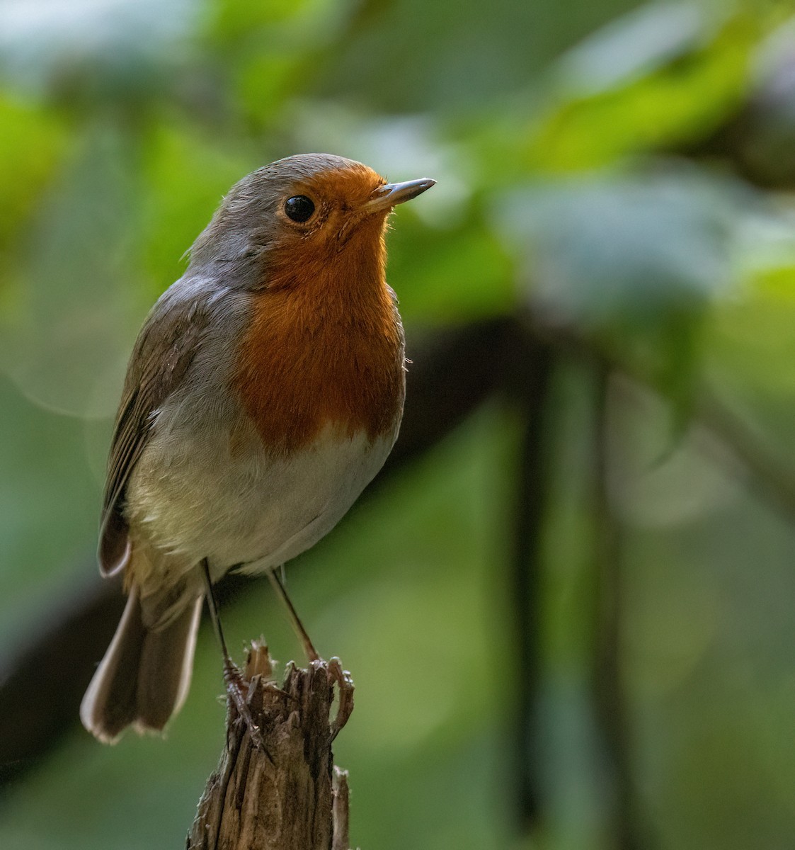 European Robin - ML641285582