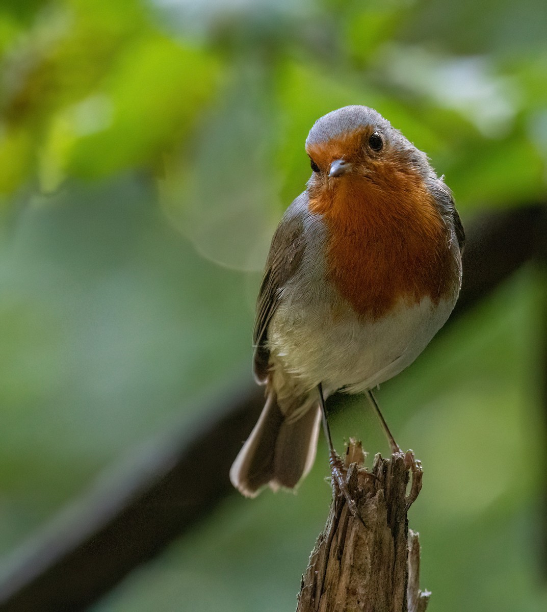 European Robin - ML641285583