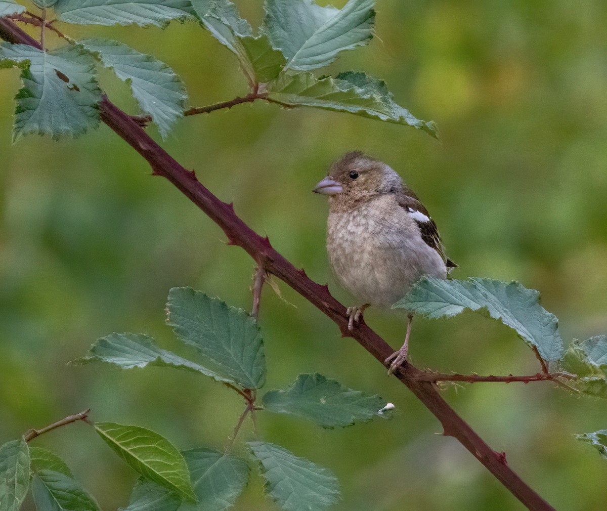 Common Chaffinch - ML641285586