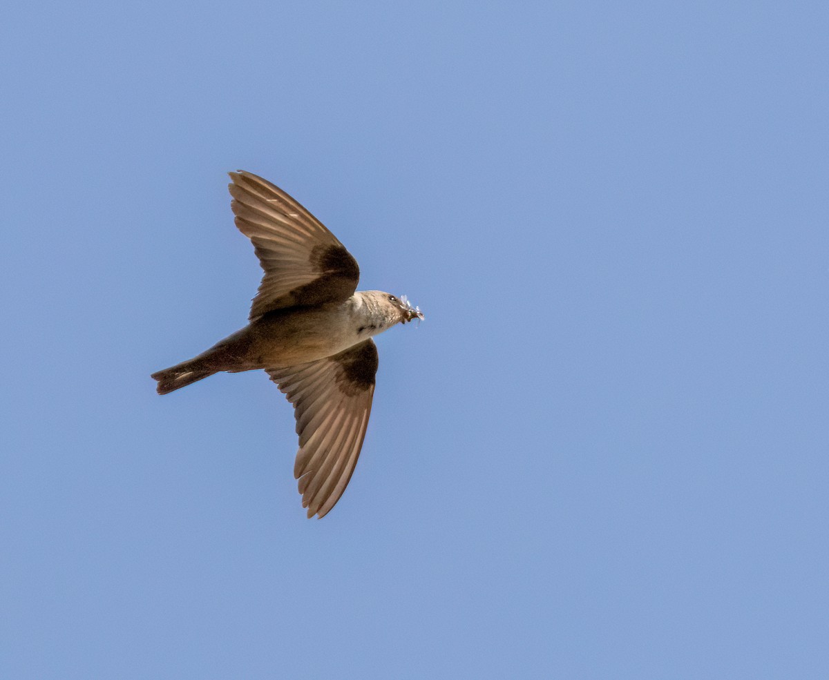 Eurasian Crag-Martin - ML641285588