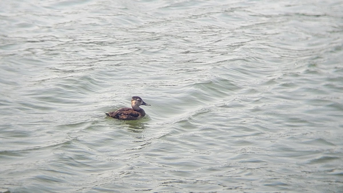 Ring-necked Duck - ML641285589