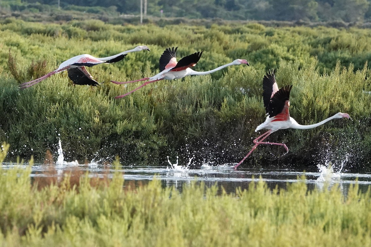 Greater Flamingo - ML641285596