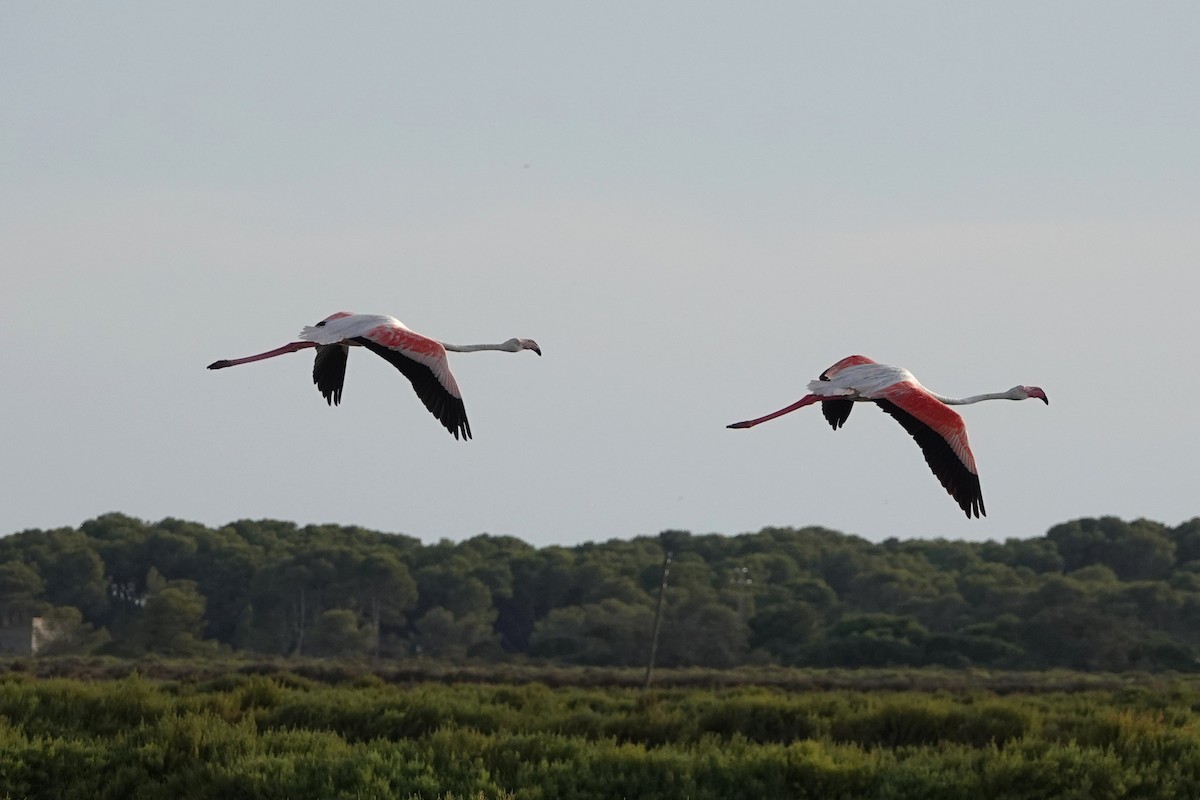 Greater Flamingo - ML641285615