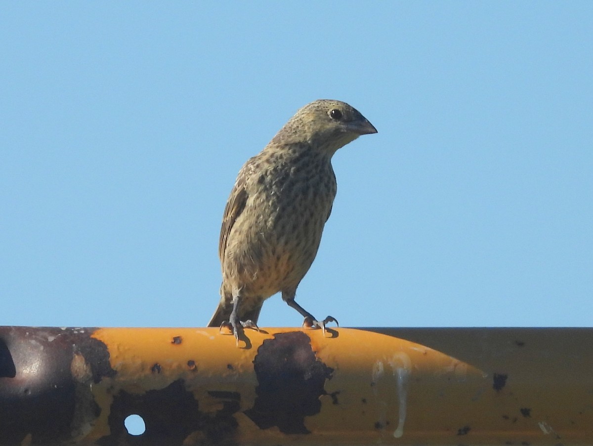 House Finch - ML641285633