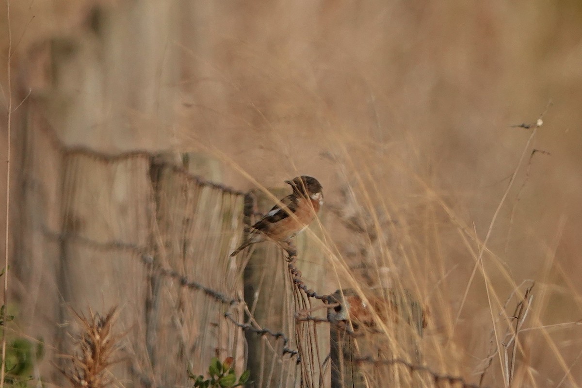 European Stonechat - ML641285649