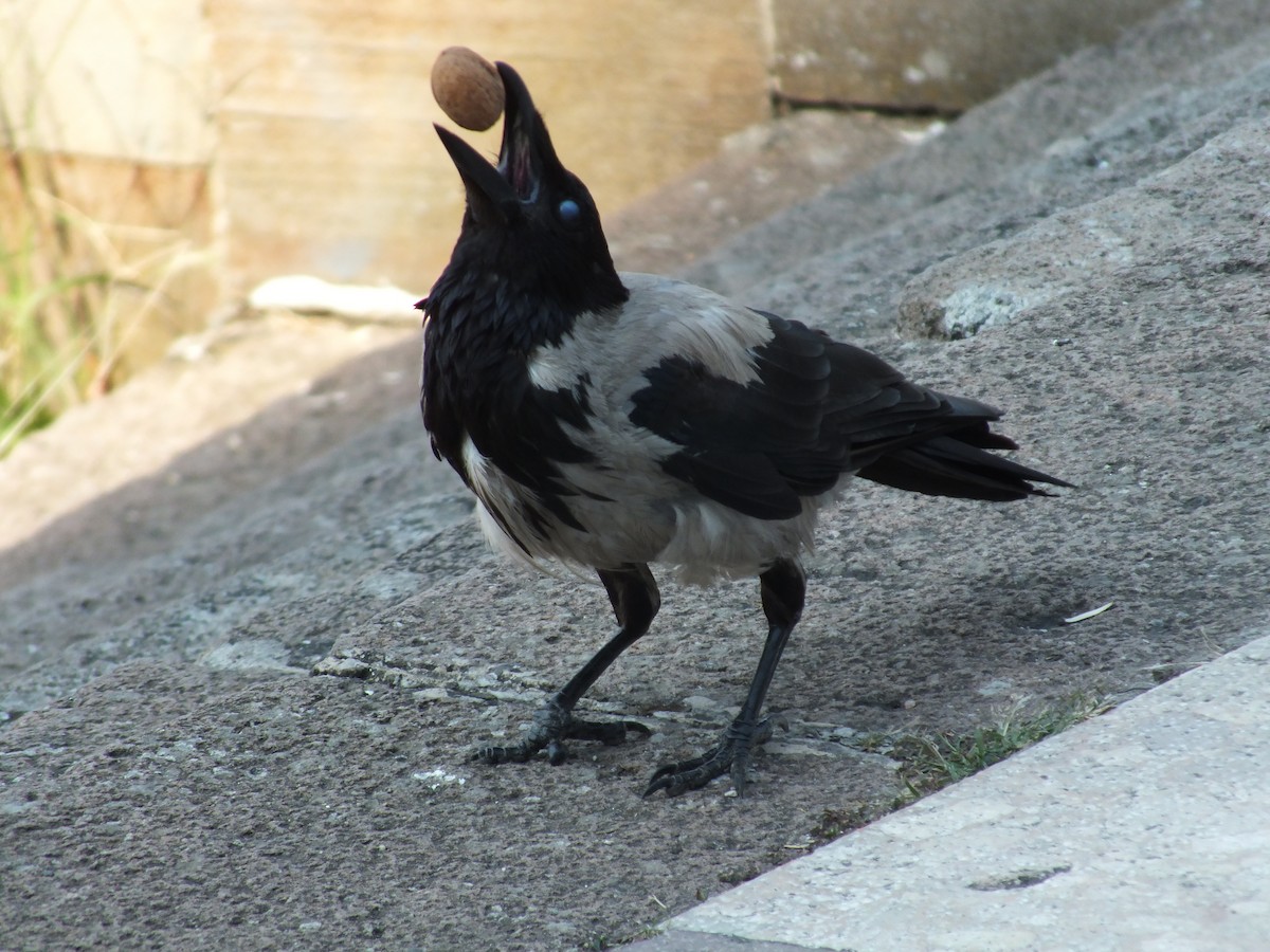 Hooded Crow - ML641285680