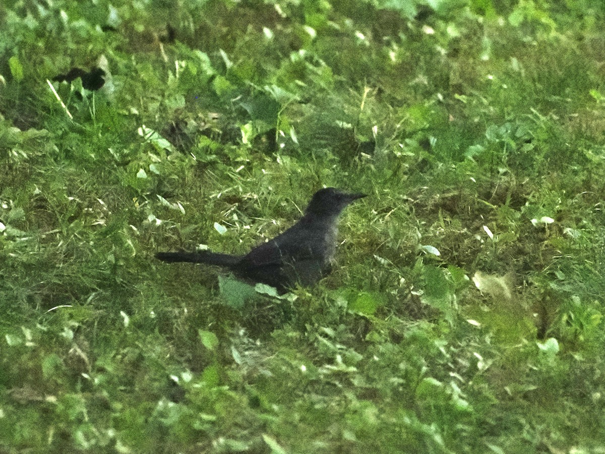 Gray Catbird - ML641285699