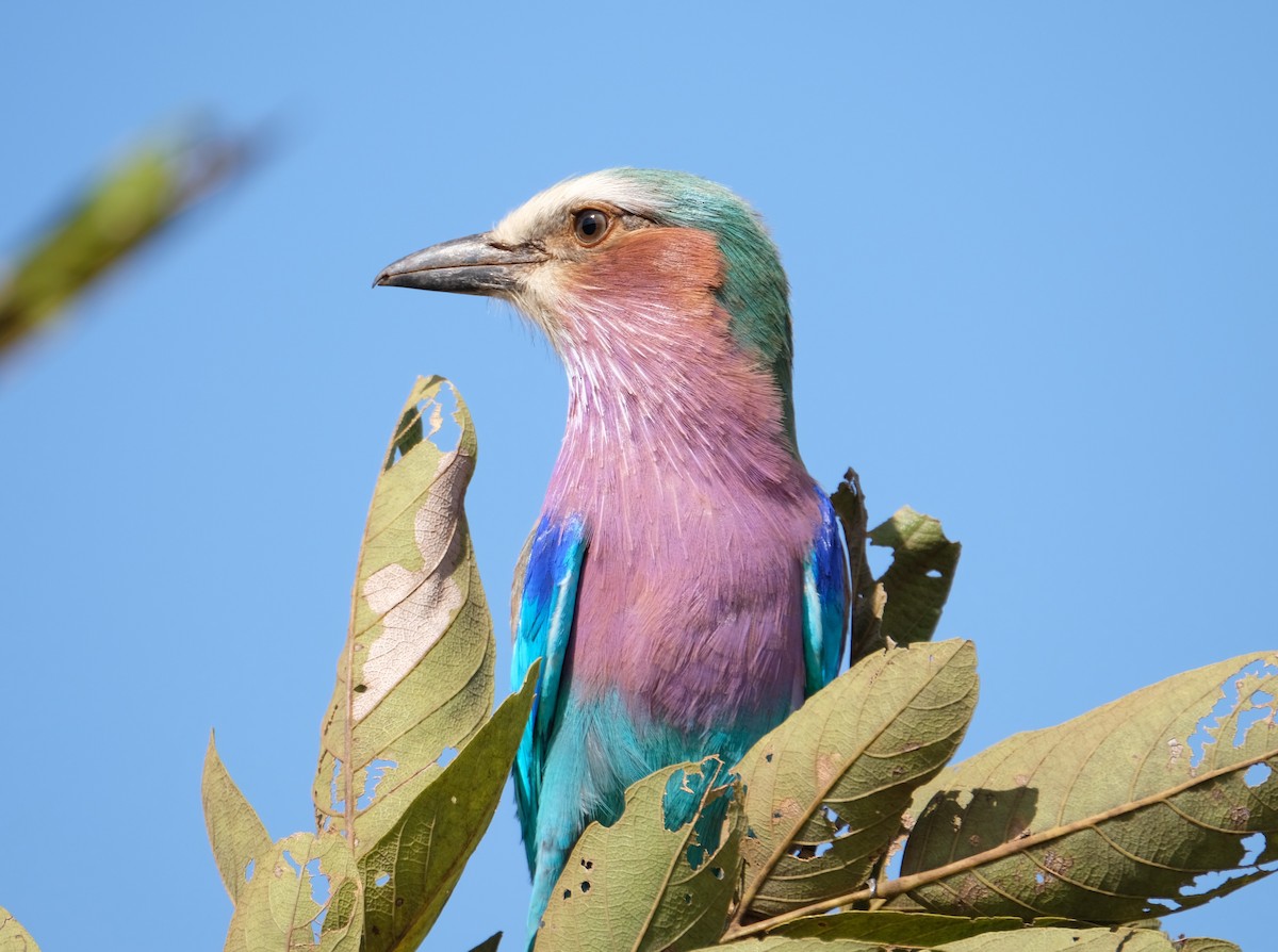Lilac-breasted Roller - ML641285731
