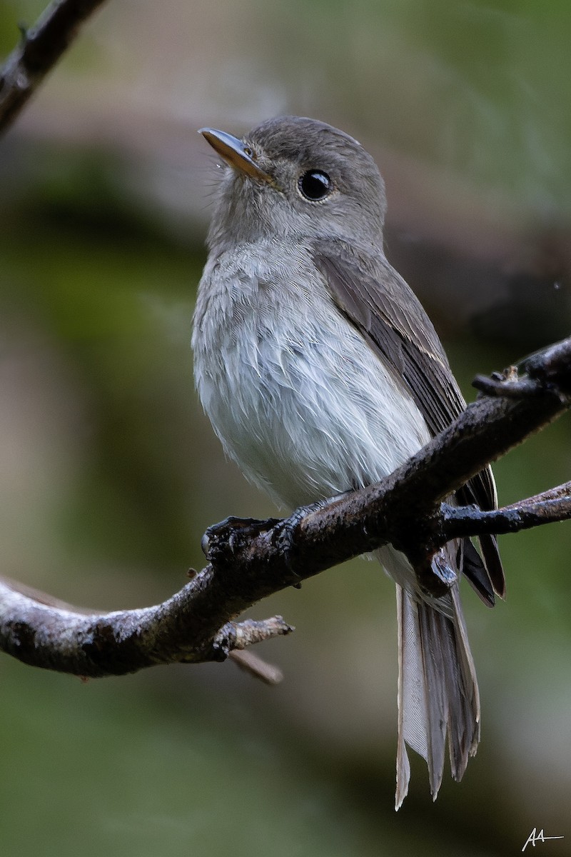Ashy-breasted Flycatcher - ML641285733