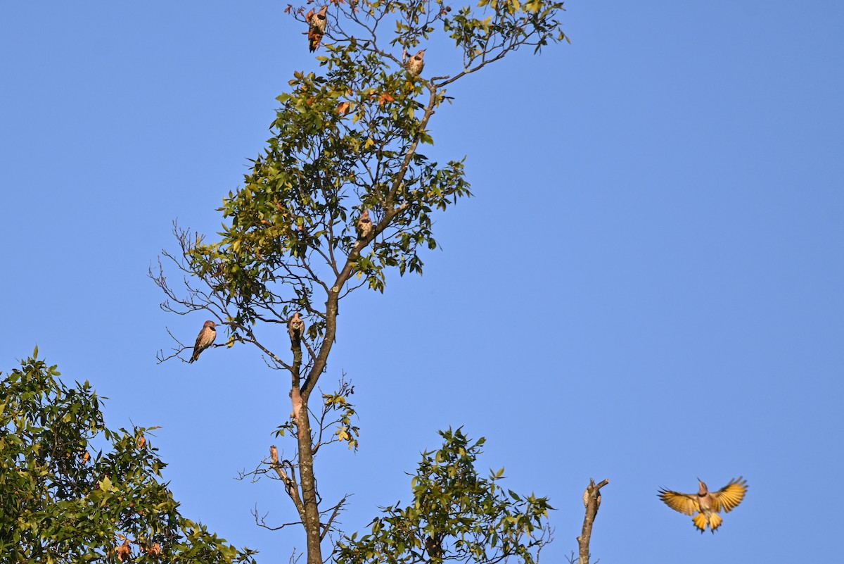 Northern Flicker - ML641285741