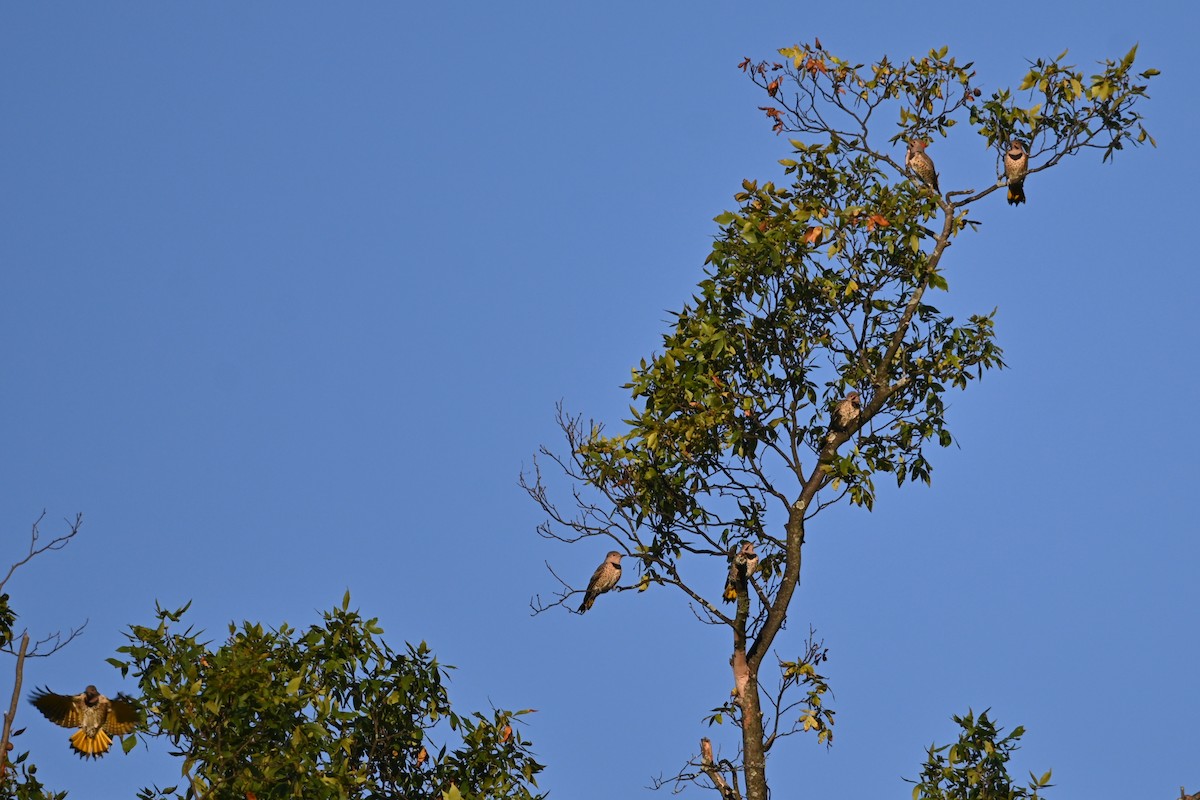 Northern Flicker - ML641285742