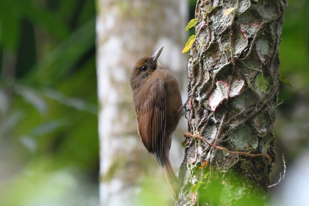 Plain-winged Woodcreeper - ML641285757