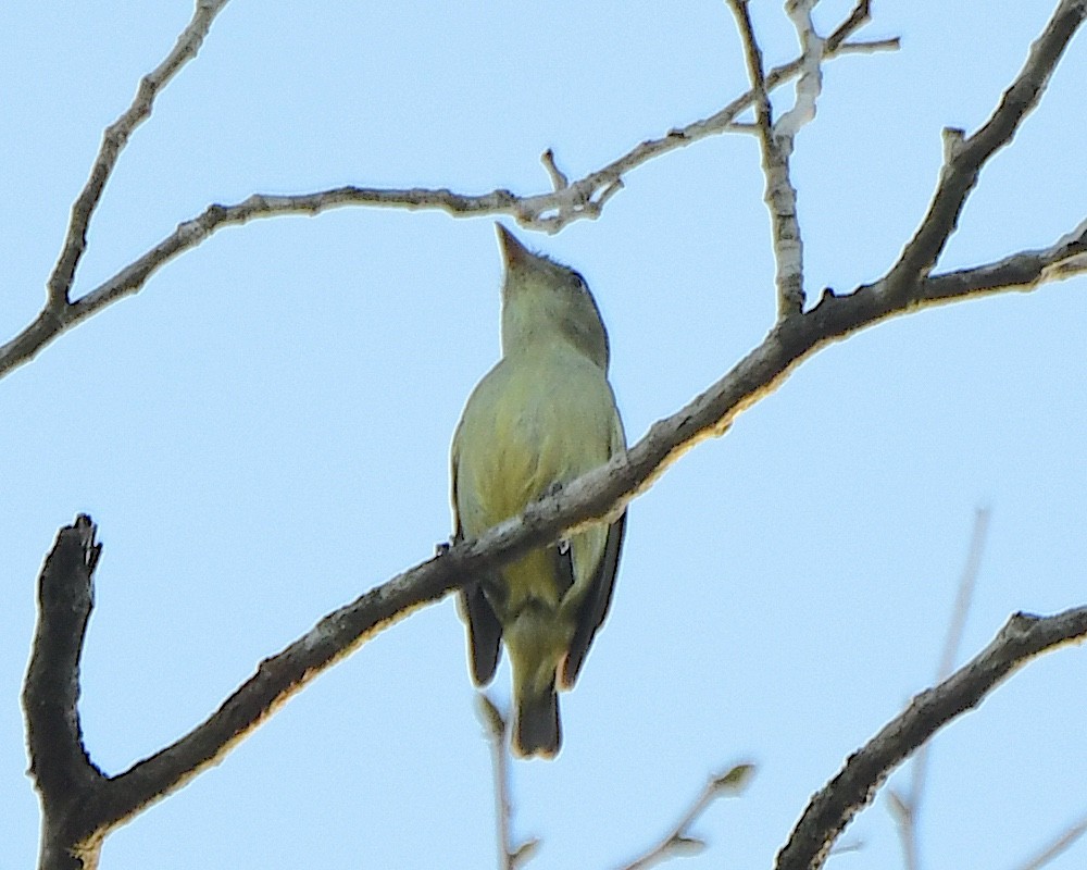 Dwarf Tyrant-Manakin - ML641285764