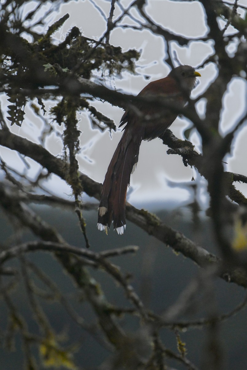 Squirrel Cuckoo - ML641285765