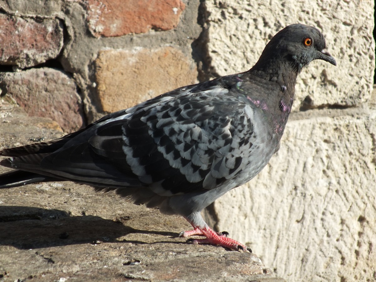 野鴿(野化) - ML641285798