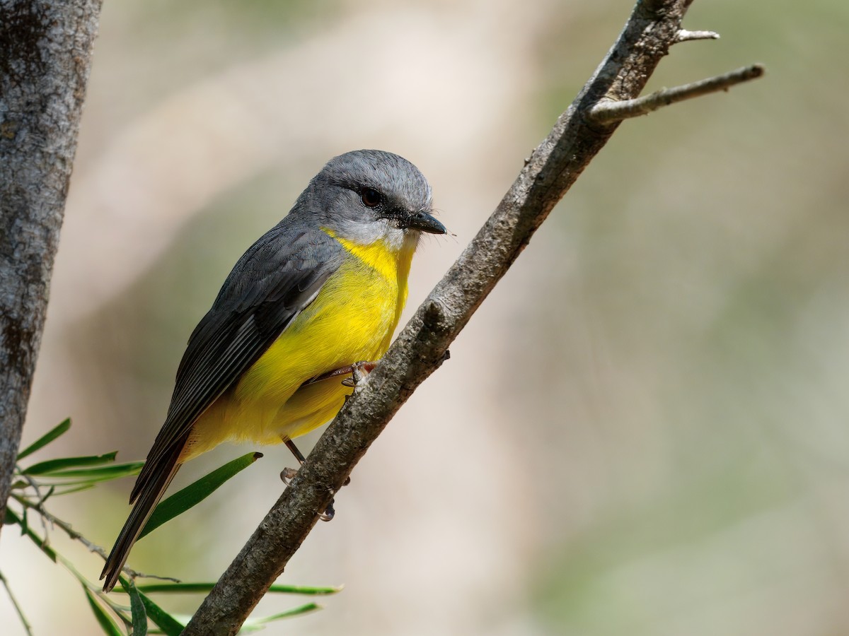 Eastern Yellow Robin - ML641285806