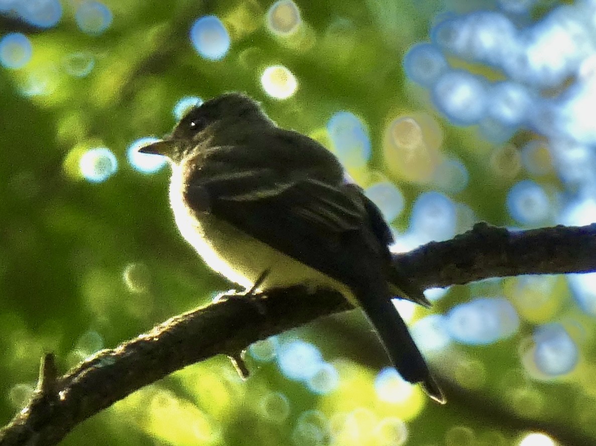 Eastern Wood-Pewee - ML641285811