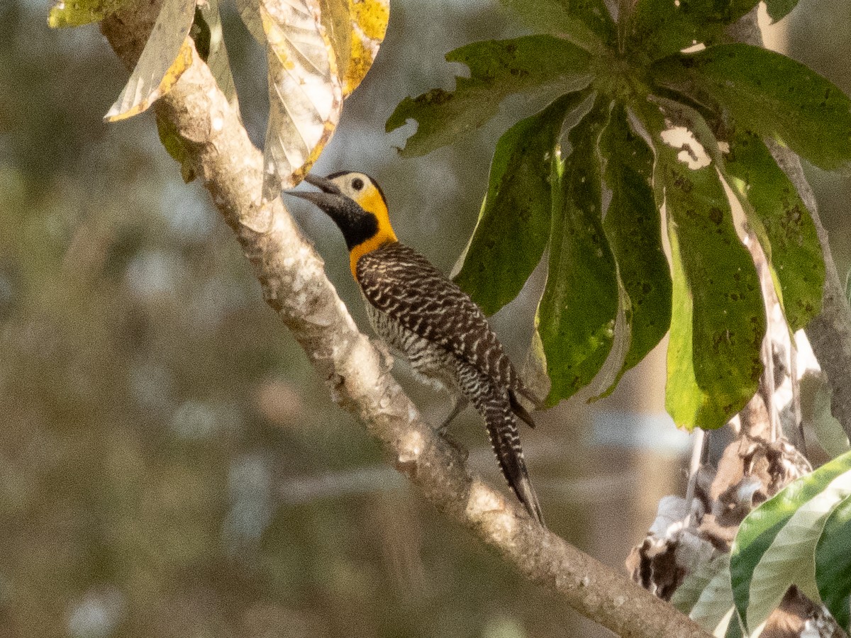 Campo Flicker - ML641285817