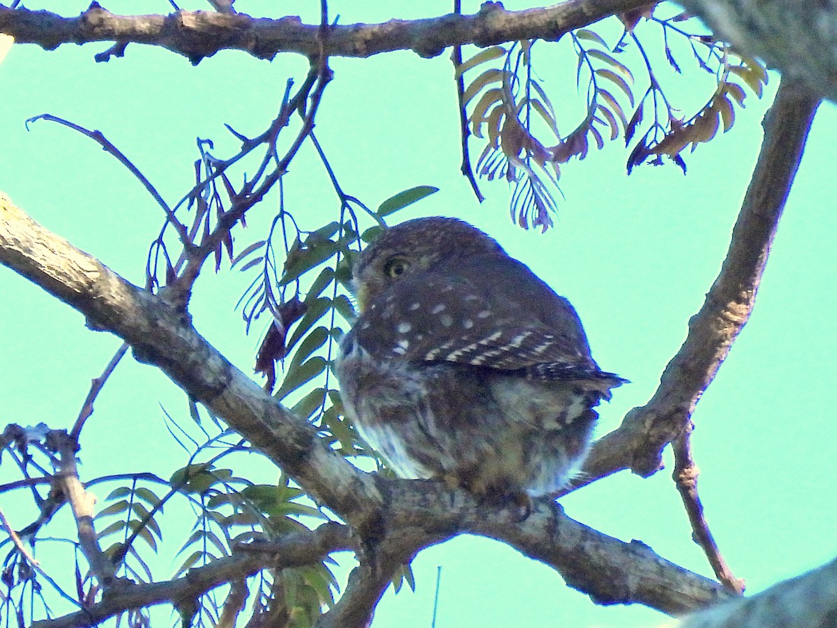 Ferruginous Pygmy-Owl - ML641285822