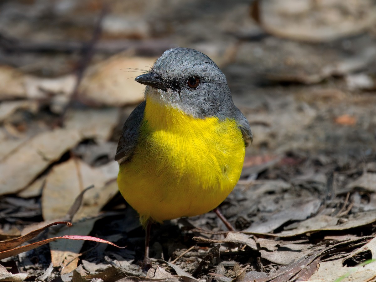 Eastern Yellow Robin - ML641285827