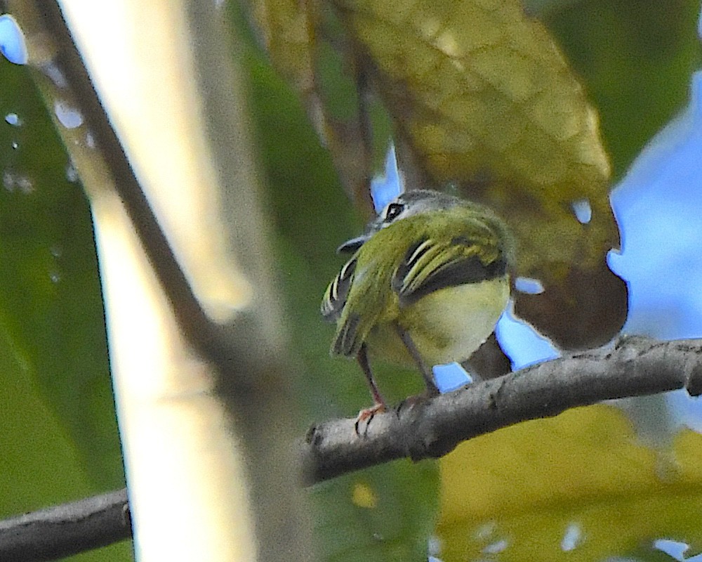 Short-tailed Pygmy-Tyrant - ML641285828