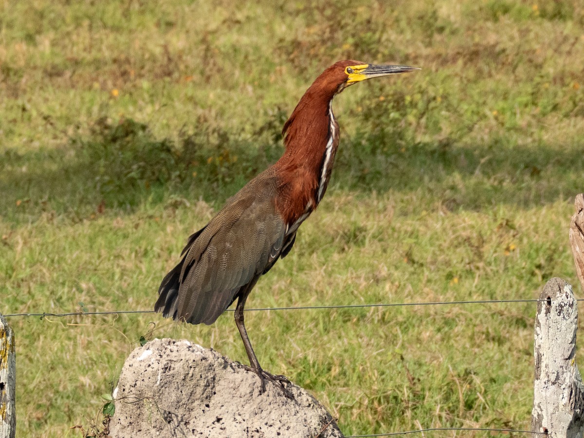Rufescent Tiger-Heron - ML641285829