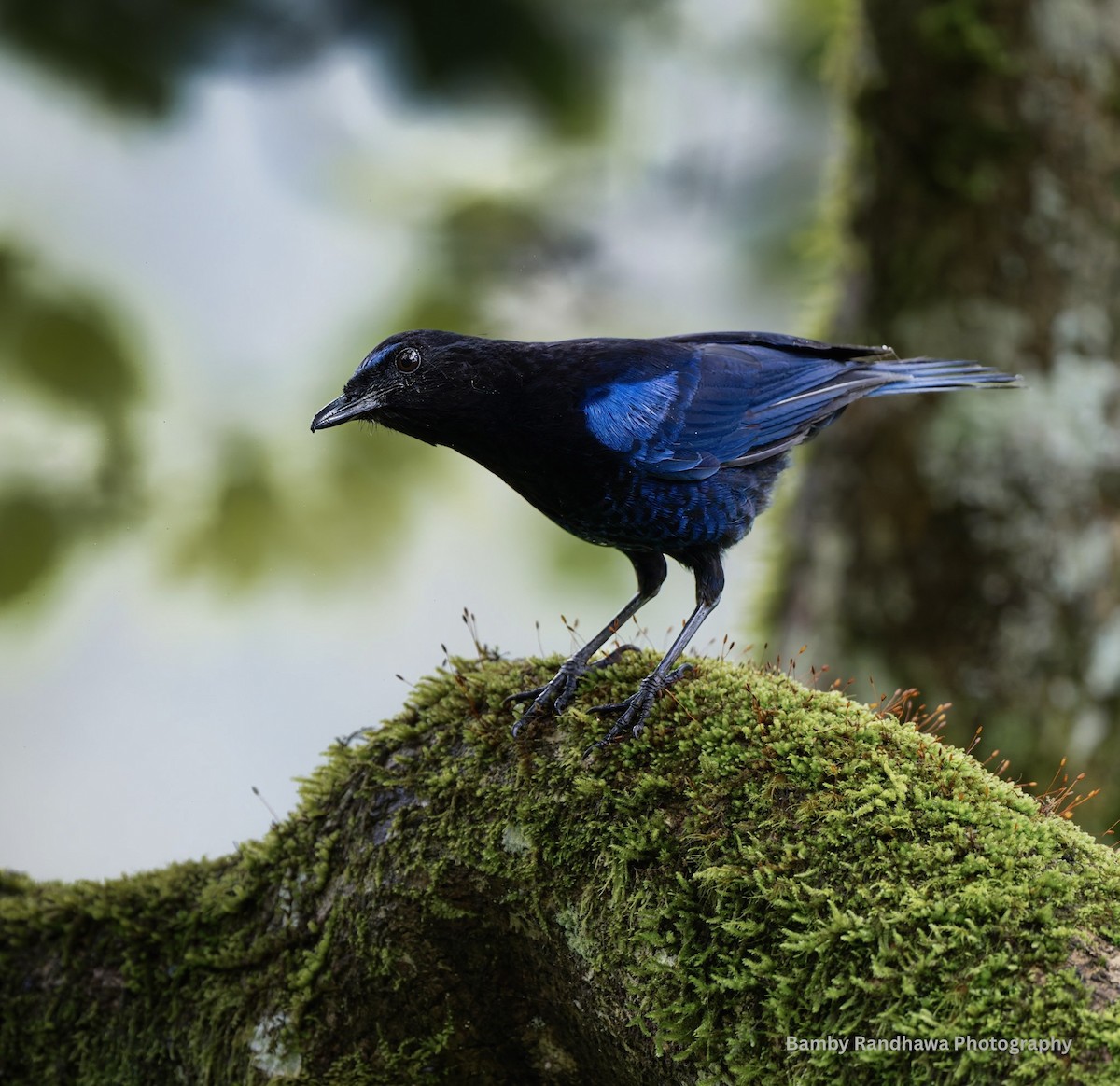 Malabar Whistling-Thrush - ML641285833