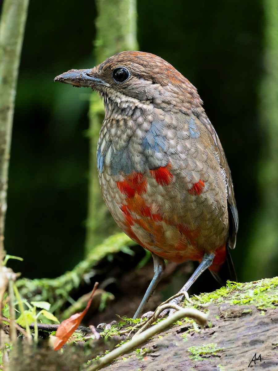 Whiskered Pitta - ML641285834