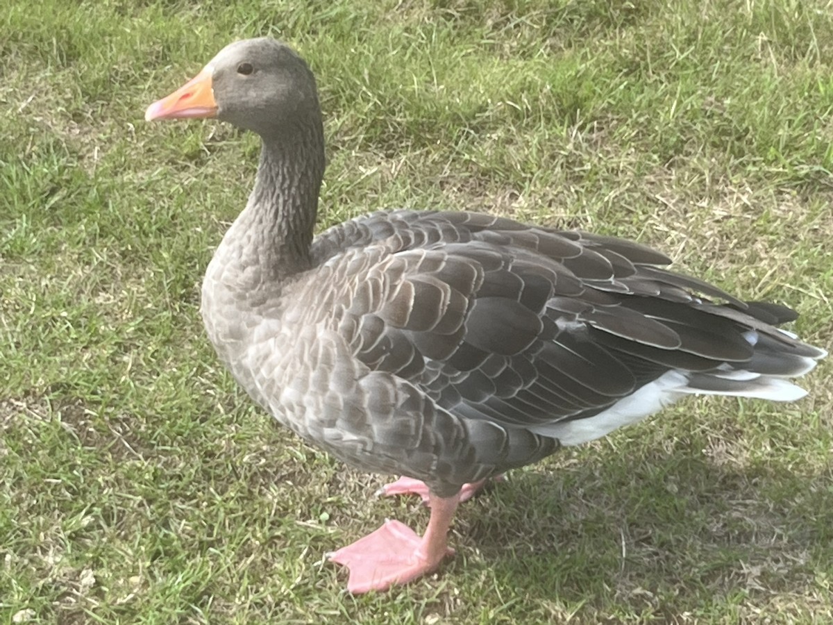 Graylag Goose - ML641285838